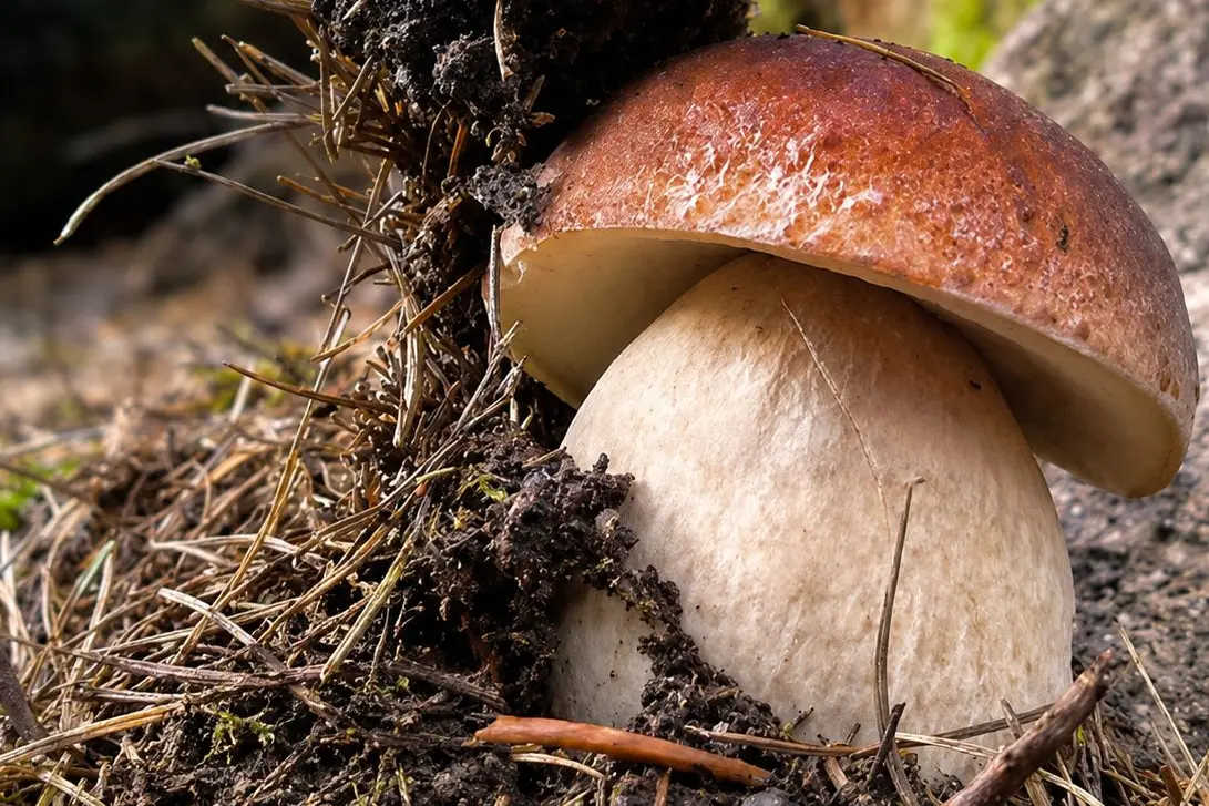 Mondo dei funghi e produzione di sidro: due corsi alla Fem