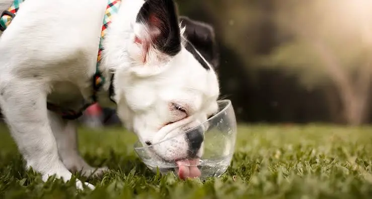 Caldo record, come proteggere gli animali dai rischi dell'estate
