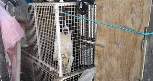 Sequestrati circa 30 cani detenuti in un allevamento a Fiavè