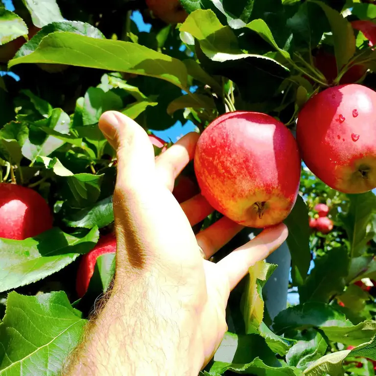 In Trentino la raccolta porta mele in calo e più piccole