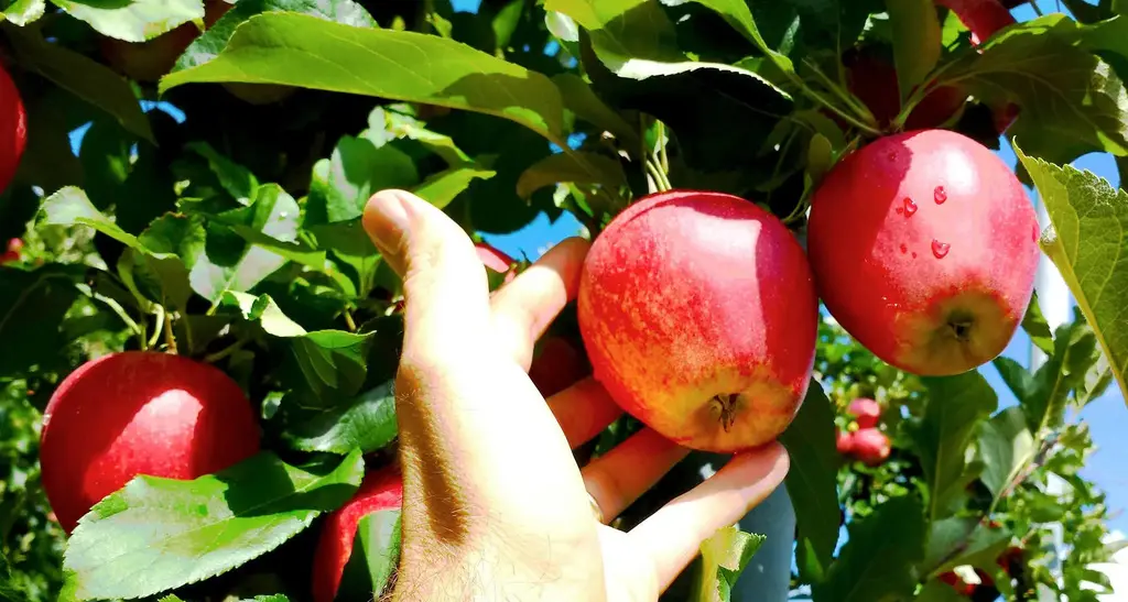 In Trentino la raccolta porta mele in calo e più piccole