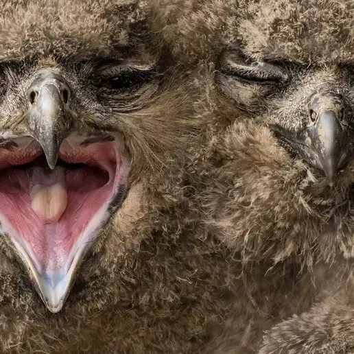 Due cuccioli di gufo reale in val Venosta: la foto vince il concorso BigPicture