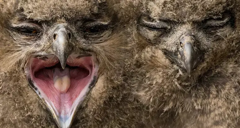 Due cuccioli di gufo reale in val Venosta: la foto vince il concorso BigPicture