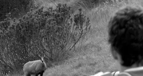 Più fauna selvatica sulle Alpi: il nodo della convivenza con le comunità umane
