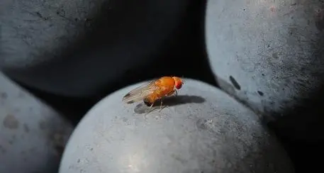 Drosophila suzukii, ok del ministero al rilascio del parassita killer