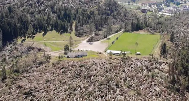 Dopo Vaia tornano gli abeti rossi a Paneveggio grazie ad una canzone e ad una band