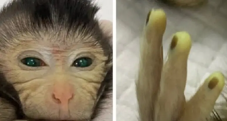Nata la prima scimmia chimera, con cellule da due embrioni