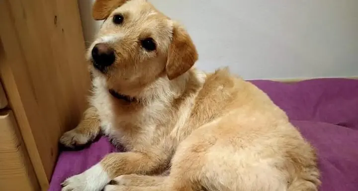 La nuova vita di Fufy: il cane sfruttato con l'accattonaggio ha trovato una famiglia