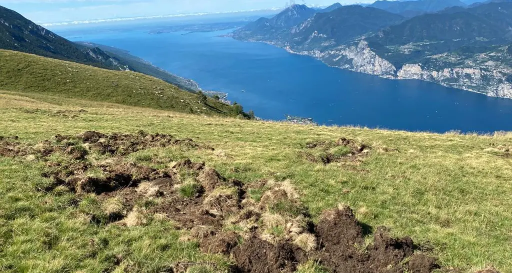 Baldo, il Comune di Avio finanzia sei nuove postazioni dei cacciatori contro i cinghiali