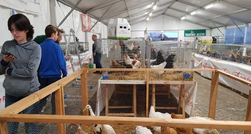 Torna la Fiera di San Giuseppe a Trento: mancherà l’avifauna