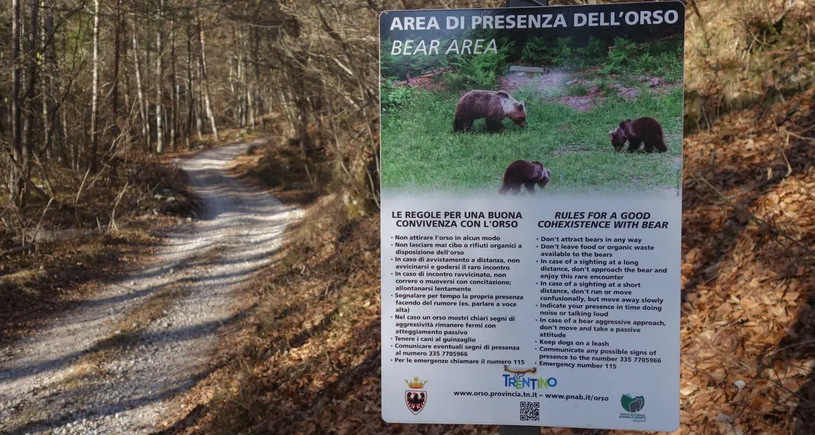 L’orso esce dal letargo, il Trentino rilancia la campagna informativa