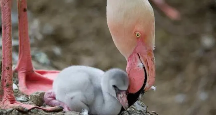 Lago di Garda, inizia la stagione delle nascite dei fenicotteri rosa