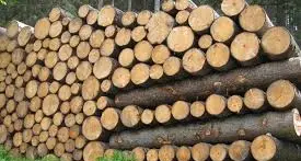 Approvate le nuove Linee di indirizzo per la sicurezza nel settore degli imballaggi in legno