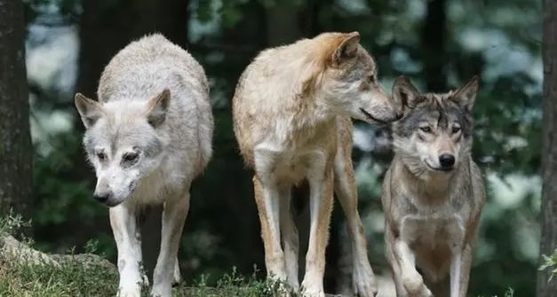 Lupi vicino alle case, il Trentino chiede a Roma di poter agire in autonomia