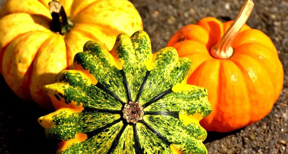 Dall’uva a Giovo alle zucche di Lasino, il Trentino festeggia l’autunno