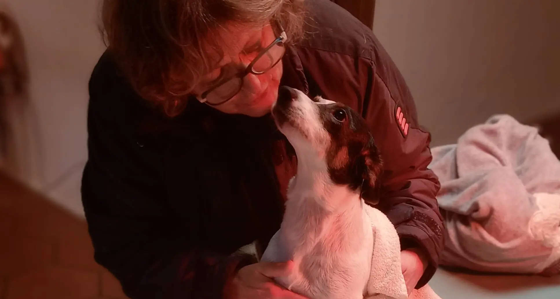 Dai cuccioli in regalo ai botti di Capodanno: per gli animali le feste sono piene di rischi