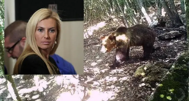 Abbattimento dell’orsa di Dro, appello di Biancofiore a Fugatti: «Fermati e abbi cuore, ha i cuccioli»