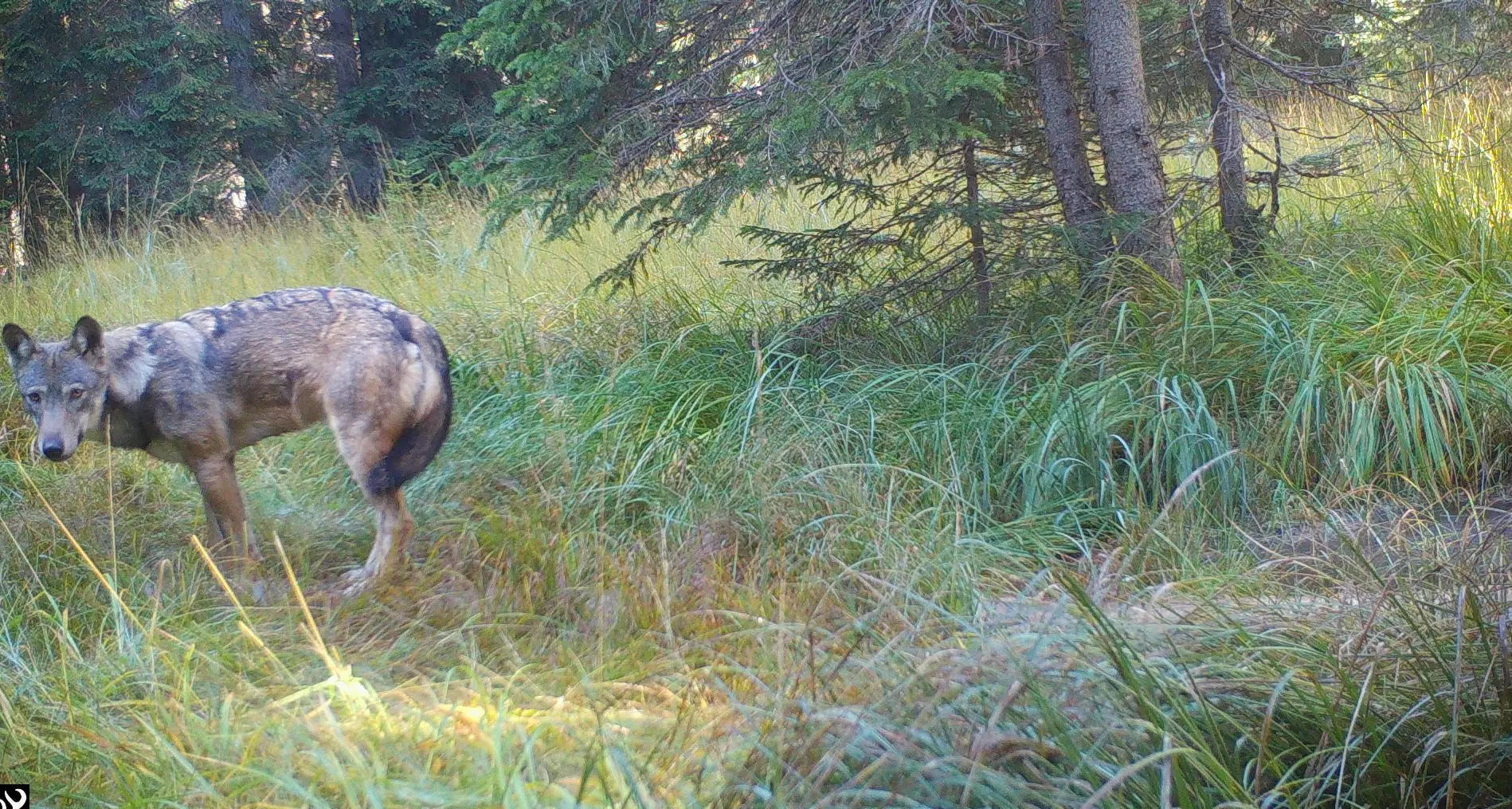Lupi stabili in Trentino: sono 26 i branchi, due esemplari “confidenti”