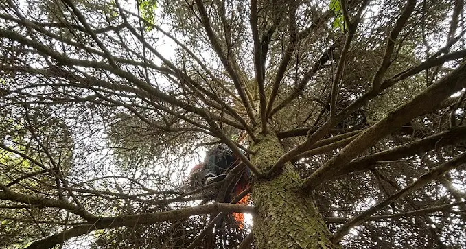 Precipita con il parapendio su una pianta, donna soccorsa in valle del Chiese