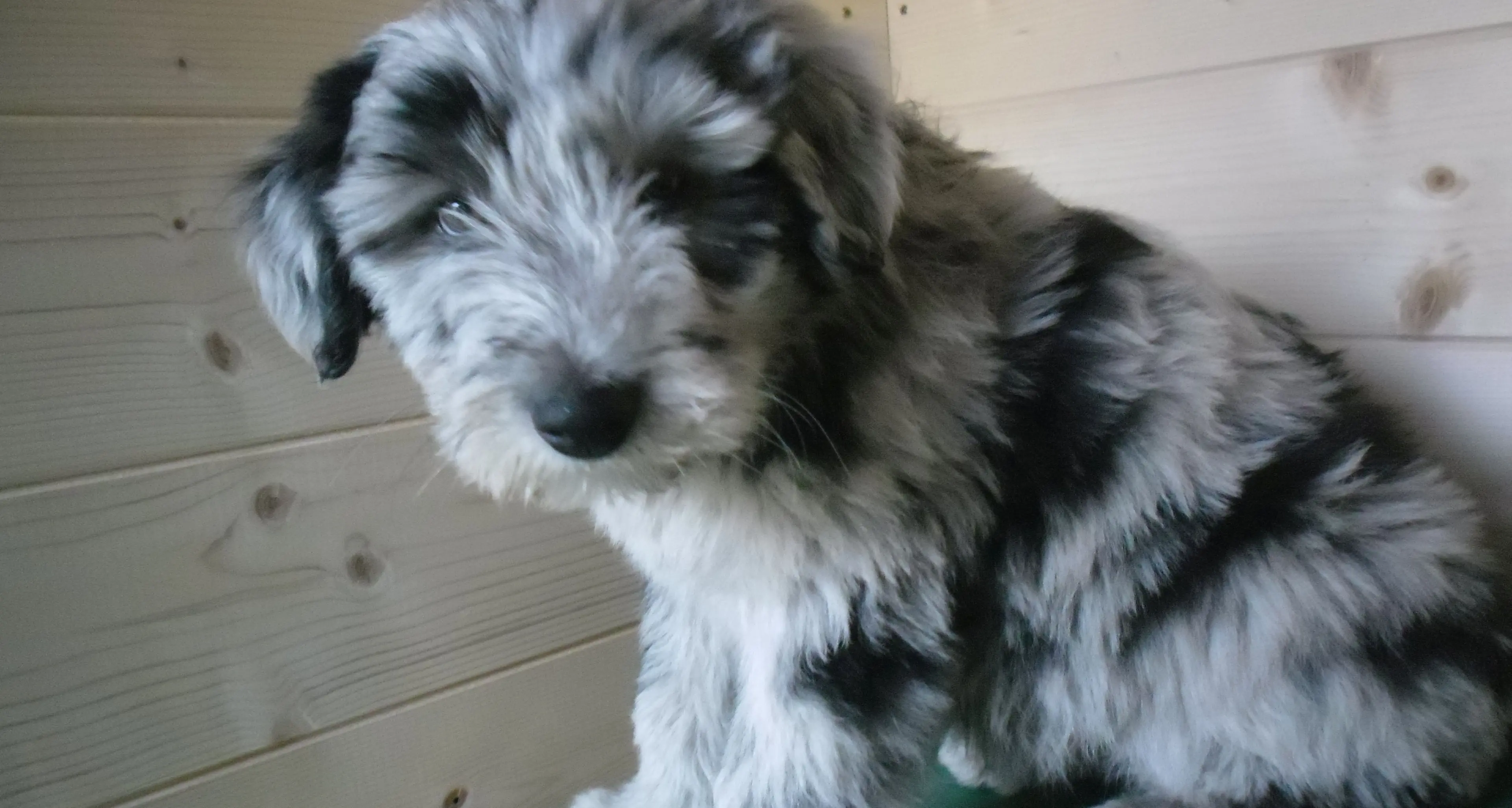 C’è voglia di cuccioli e Trento li va a prendere negli altri canili