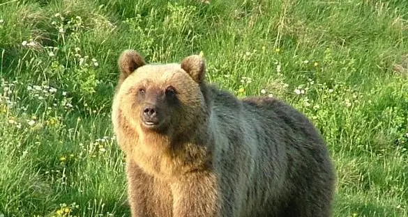 Abbattimento dell’orso, Wwf e Lipu diffidano la Provincia