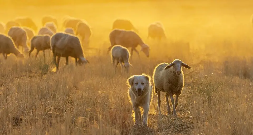 Lotta per difendere il gregge, cane pastore ferito dai lupi a malga Agnerola