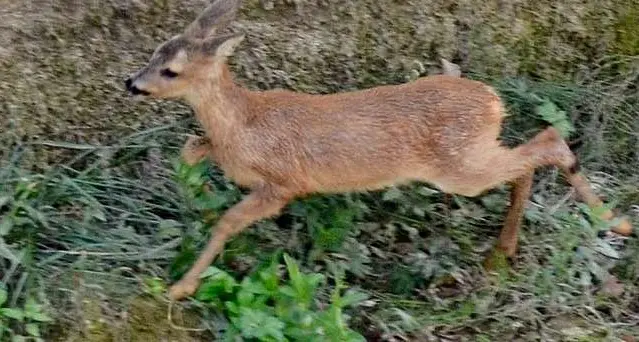 «Bambi» ferito soccorso tra la statale e la ferrovia a Trento Nord