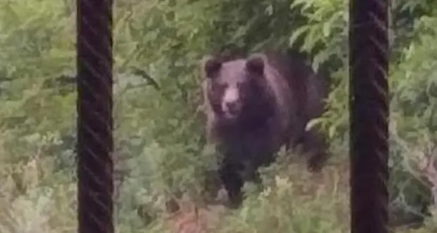 Gli animalisti: “L’orsa DJ3 sarà trasferita da Trento in uno zoo in Germania”