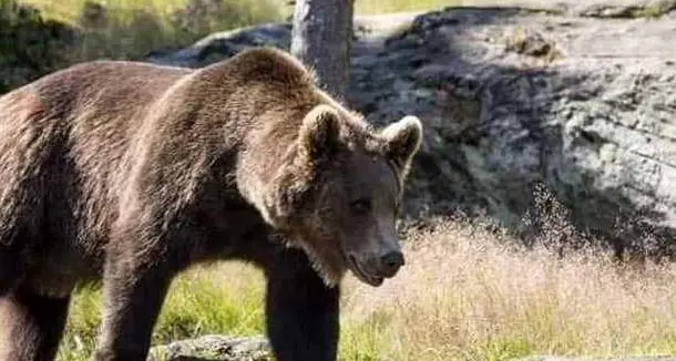 Niente trasferimento per Jj4, scontro fra Lav e Provincia
