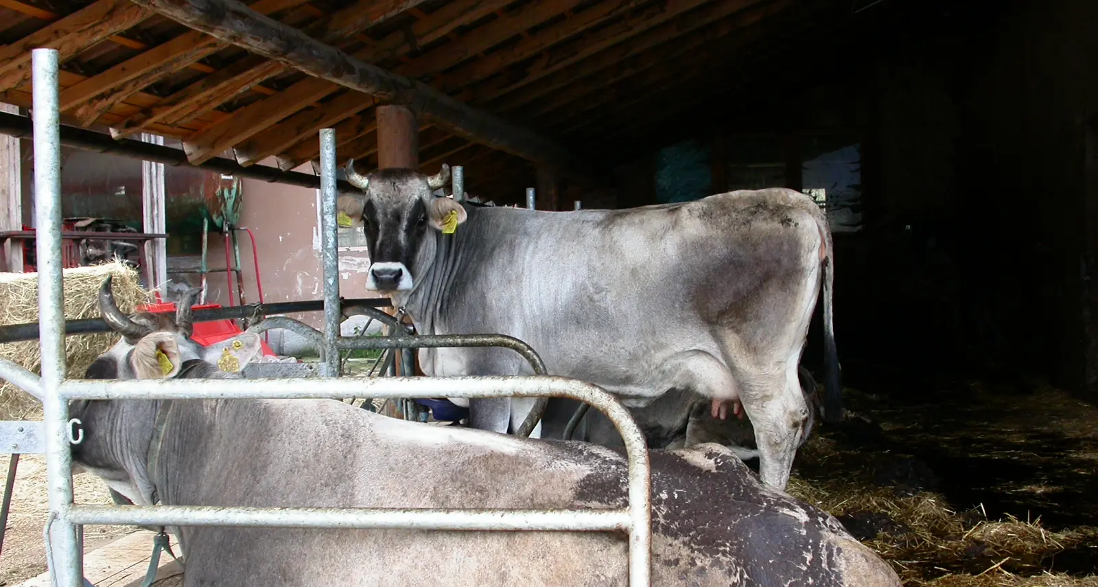Materie prime sempre più care: un problema per la zootecnia trentina