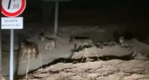 Nuovo avvistamento di lupi: un branco a Ronzo Chienis