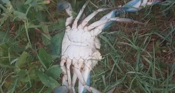 Granchio blu, mentre sul Garda è polemica trovati due esemplari anche nella bassa padovana