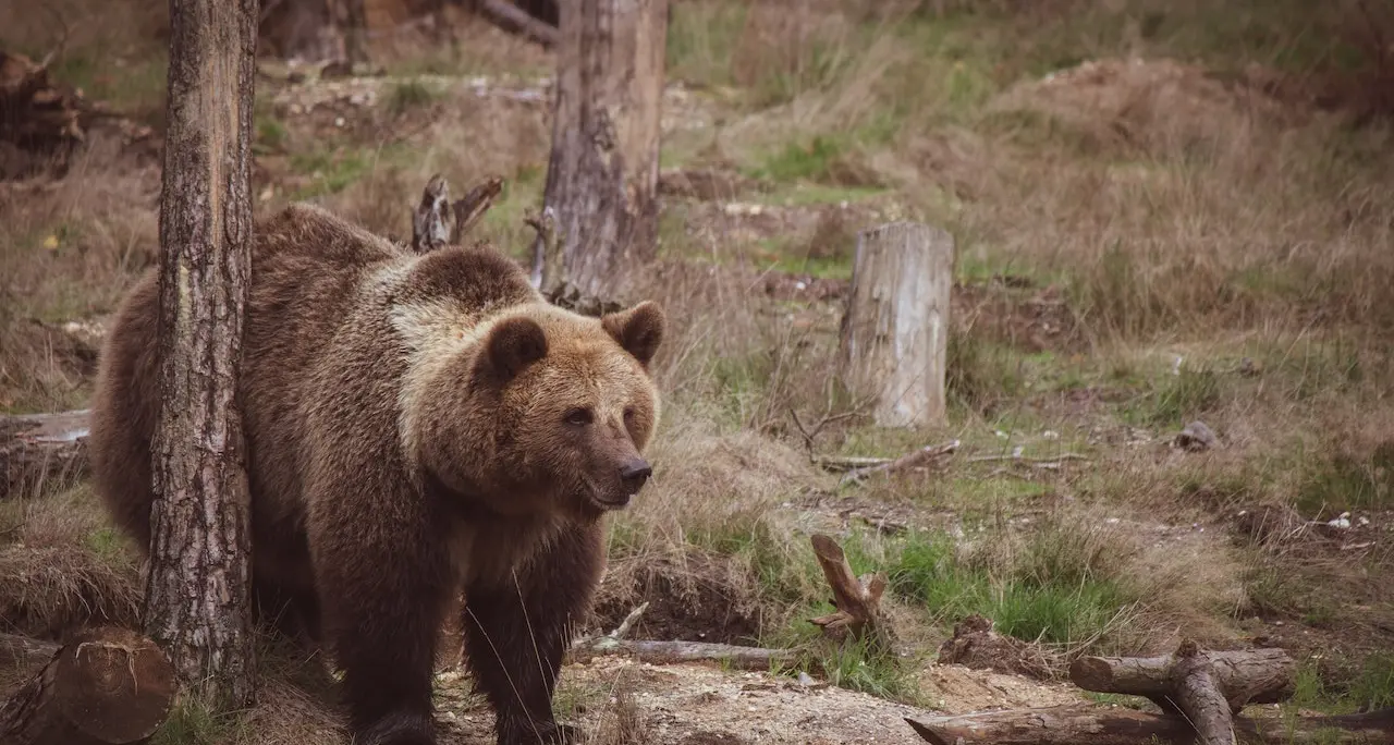 Veterinari trentini contro la Provincia: «Colleghi, non fate l'eutanasia»
