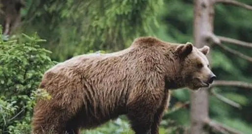Ragoli, muore un orso investito da un’auto in paese