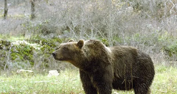 Tokyo, porte chiuse a Fukushima ma si aggira...un orso bruno