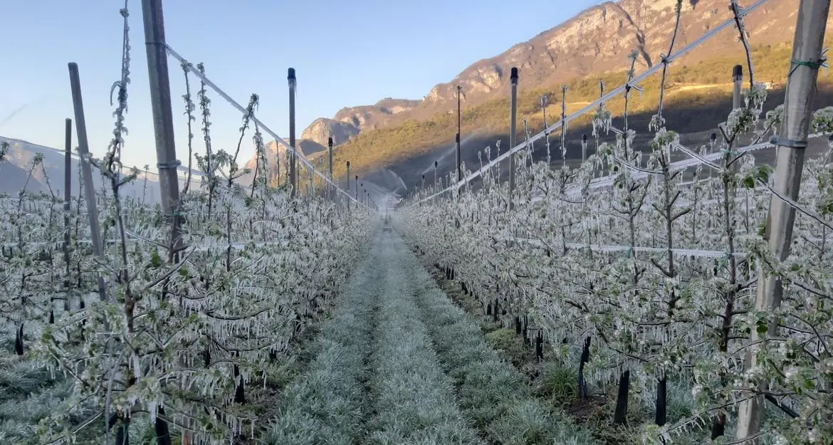 Allarme in agricoltura: forte rischio gelate per le prossime tre notti