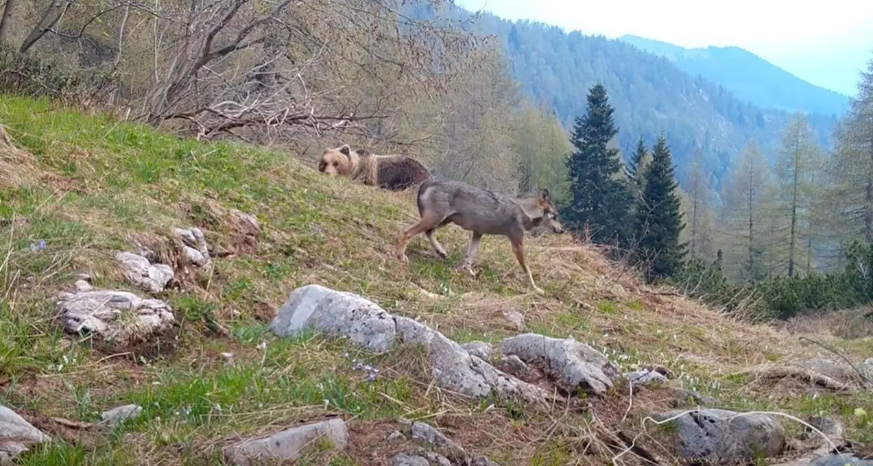 Incredibile sulle montagne del Trentino: orso e lupo immortalati l’uno accanto all’altro
