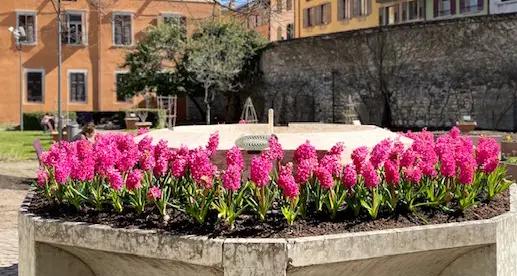 Due anni di pandemia: i giacinti per ricordare le vittime di Covid a Trento