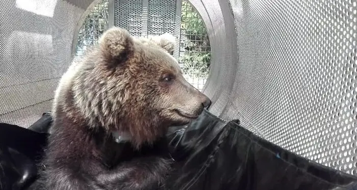 Orsa morta in val di Ledro, bufera animalista sulla Provincia
