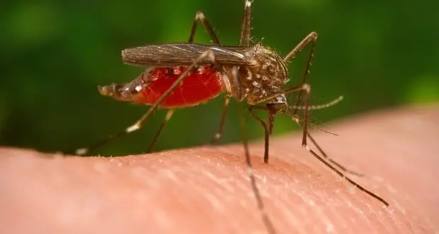 «Mosquito alert», arriva la app per tracciare le zanzare