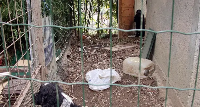 Blitz dei Nas, sequestrati 26 canili e 871 animali in tutta Italia: irregolarità in una struttura su quattro