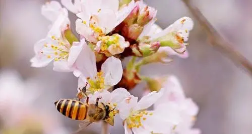 Fitosanitari nel polline delle api: solo il 3% è totalmente libero da sostanze