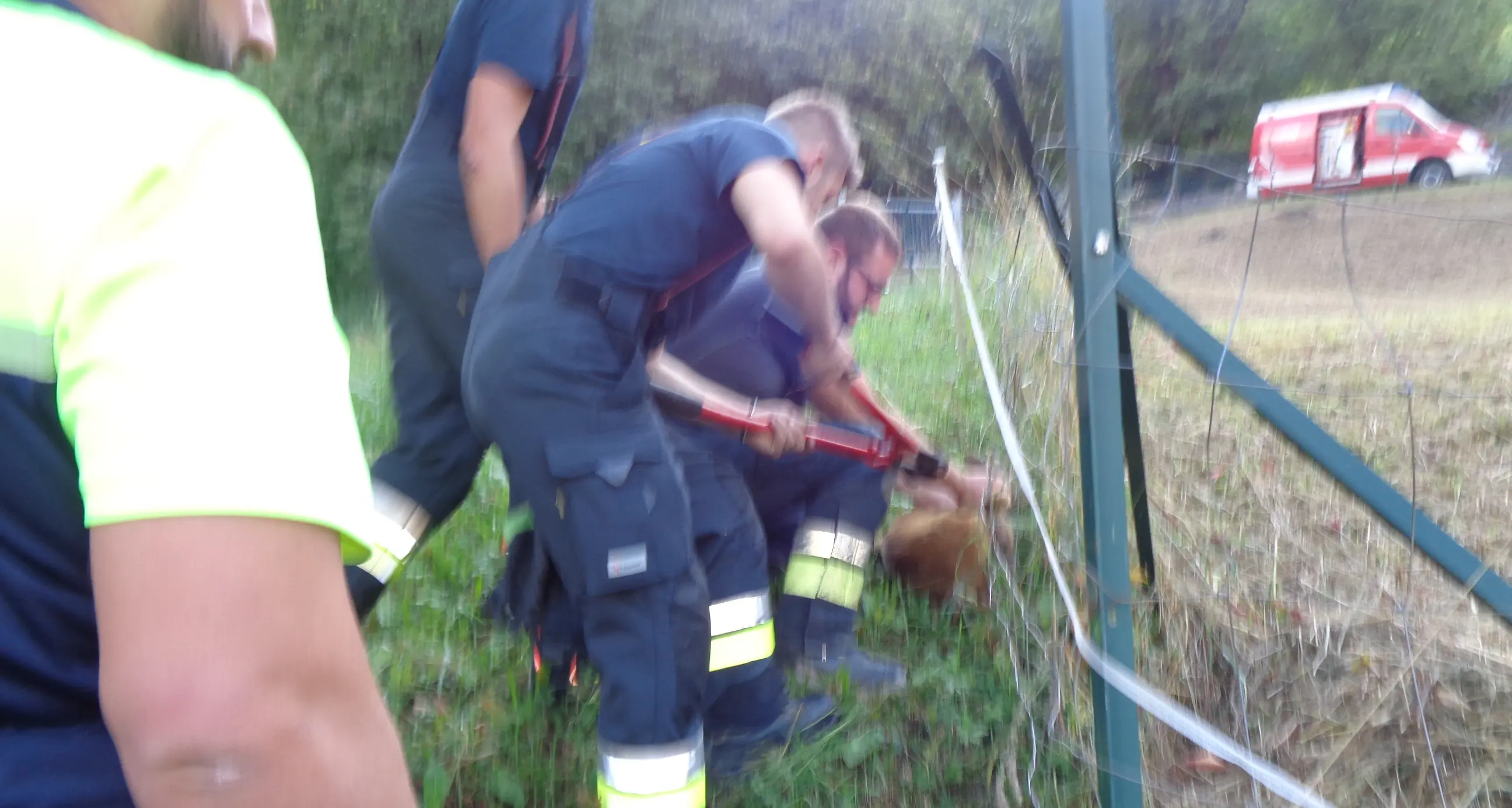 Cucciolo di capriolo salvato dai vigili del fuoco a Storo