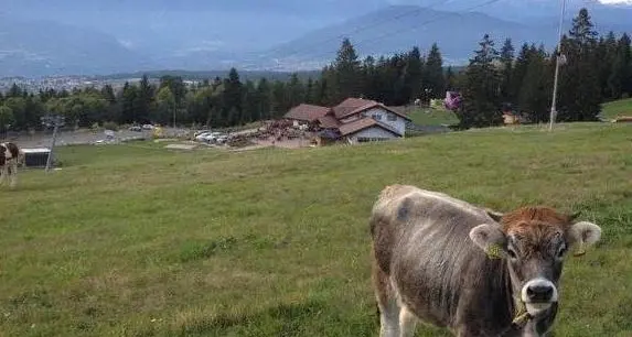 Brentonico, donna colpita da una mucca finisce in ospedale