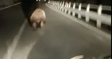 Orso investito a tarda sera in valle dei Laghi