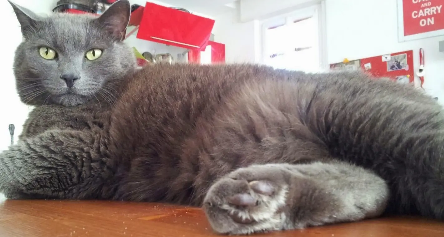 Il gatto? E’ il migliore amico degli over 65