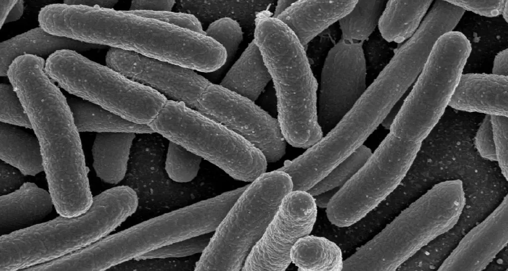 “Seu”: la malattia acuta rara che è la causa più importante di insufficienza renale acuta tra i bambini