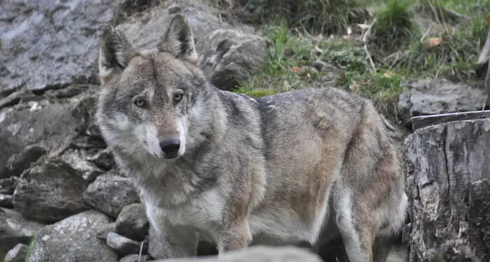 Orsa Jj4, il Veneto non vuole trasferimenti: ha già i lupi