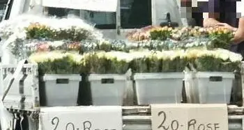 “Venditori ambulanti di fiori a Trento, servono controlli”