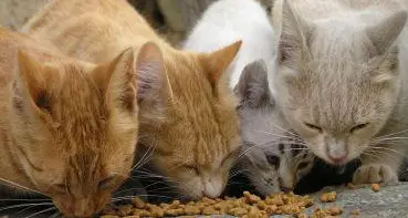 Cavareno, una banca del tempo per prendersi cura degli animali
